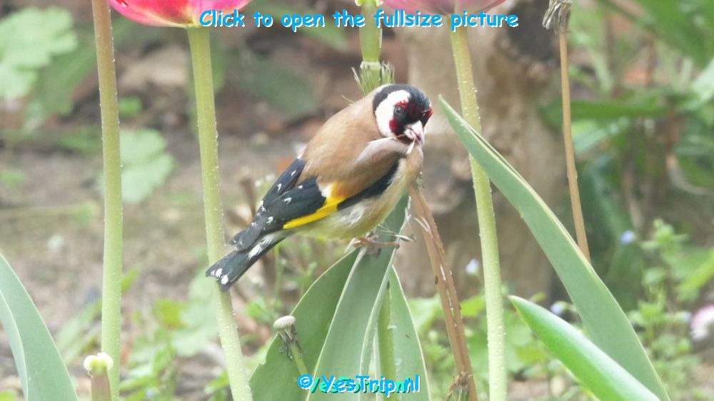 xxx Artikel Photoscape, very usefull picture-editingsoftware xxx